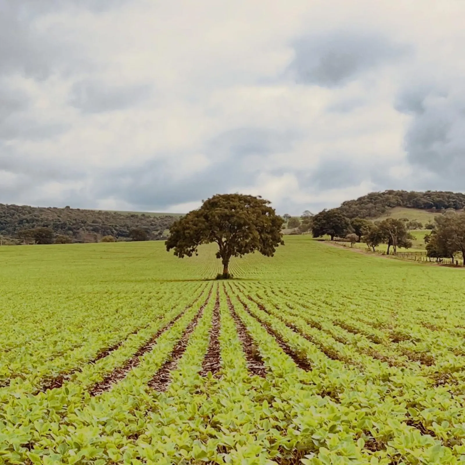 Lavoura com árvore ao centro — paisagem do agronegócio em Guarda-Mor MG